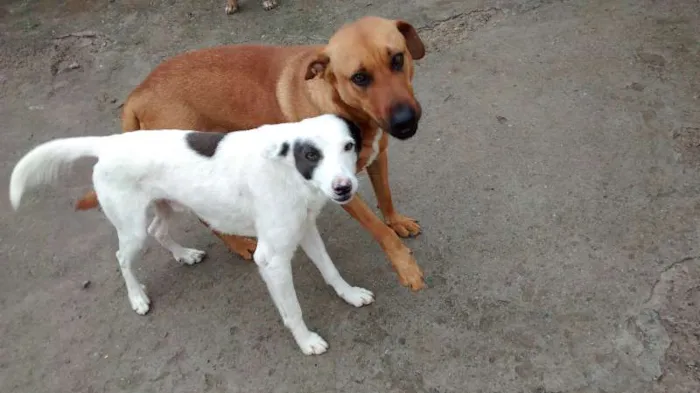 Cachorro ra a SRD idade 3 anos nome Bandit