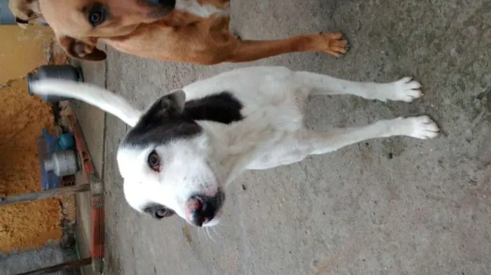 Cachorro ra a SRD idade 3 anos nome Bandit