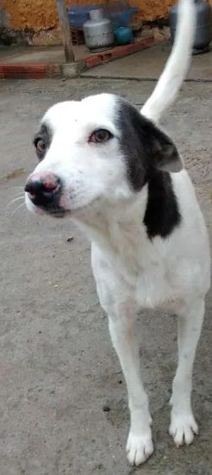 Cachorro raça SRD idade 3 anos nome Bandit