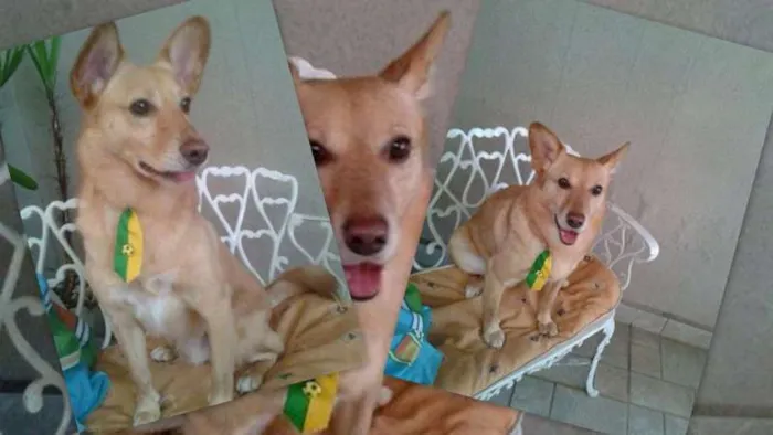 Cachorro ra a SRD idade 1 ano nome Fox