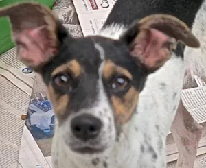 Cachorro raça FOX PAULISTINHA idade 7 a 11 meses nome MAYA