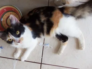 Gato raça Felina idade 2 a 6 meses nome Lindinha