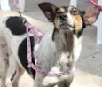 MAYA