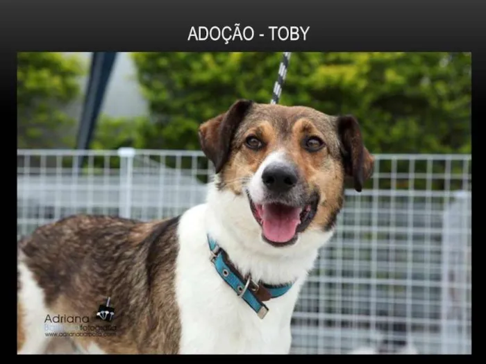 Cachorro ra a SRD idade 5 anos nome Toby