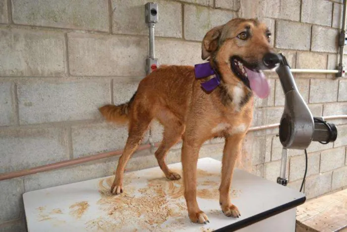 Cachorro ra a SRD idade 2 anos nome Izabellinha!!