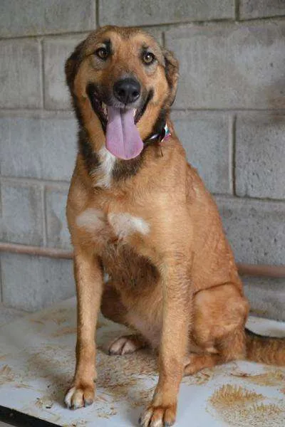 Cachorro ra a SRD idade 2 anos nome Izabellinha!!