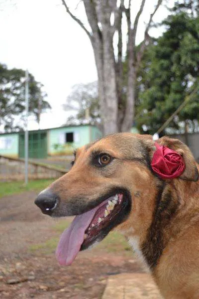 Cachorro ra a SRD idade 2 anos nome Izabellinha!!