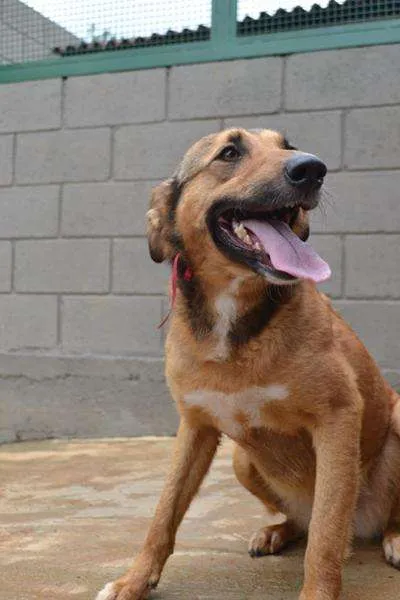 Cachorro ra a SRD idade 2 anos nome Izabellinha!!