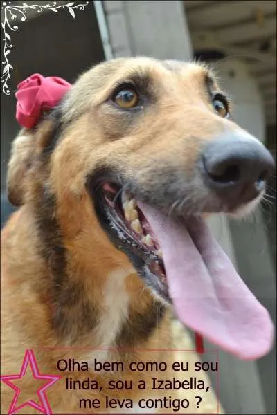 Cachorro ra a SRD idade 2 anos nome Izabellinha!!