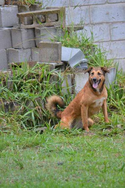 Cachorro ra a SRD idade 2 anos nome Izabellinha!!