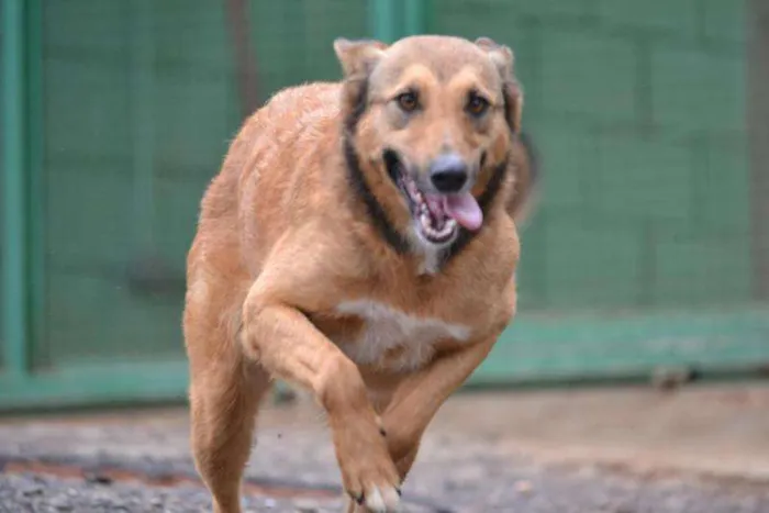 Cachorro ra a SRD idade 2 anos nome Izabellinha!!