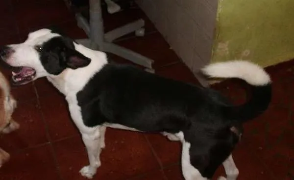 Cachorro ra a SRD idade 6 ou mais anos nome NESTOR