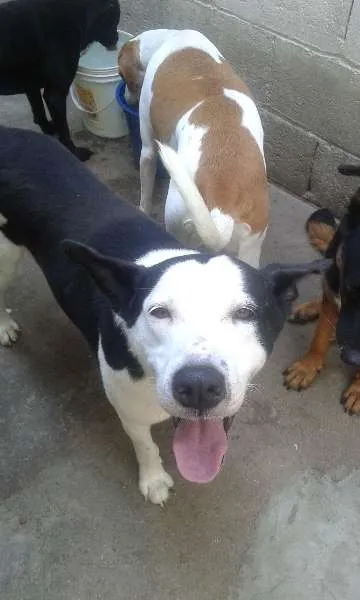 Cachorro ra a SRD idade 6 ou mais anos nome NESTOR