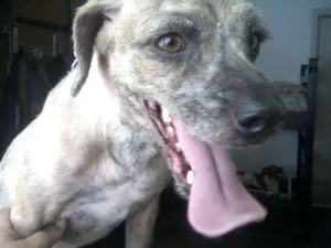 Cachorro raça SRD idade 3 anos nome Lili