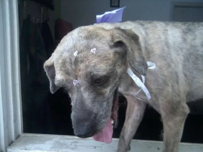 Cachorro ra a SRD idade 3 anos nome Lili
