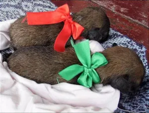 Cachorro raça Sem Raça Definida idade Abaixo de 2 meses nome Ainda sem nomes
