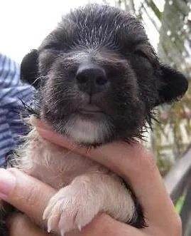 Cachorro raça Sem Raça Definida idade Abaixo de 2 meses nome Ainda sem nomes