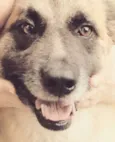 SÚRIA