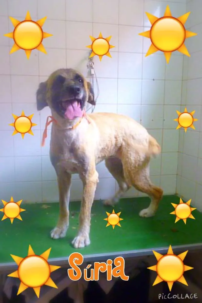 Cachorro ra a SRD idade 3 anos nome SÚRIA
