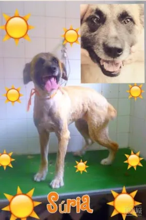 Cachorro raça SRD idade 3 anos nome SÚRIA