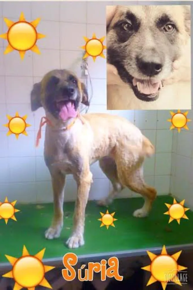 Cachorro ra a SRD idade 3 anos nome SÚRIA