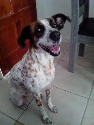 Cachorro raça sem raça definida idade 6 ou mais anos nome Marylin