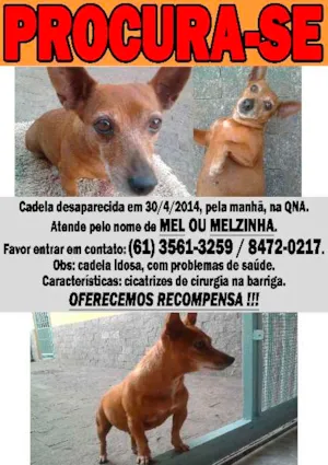 Cachorro raça Pinscher idade 6 ou mais anos nome MEL GRATIFICA