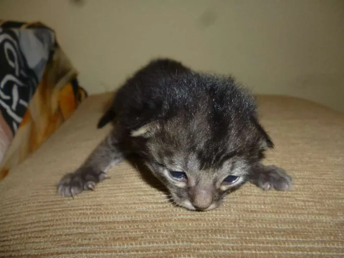 Gato ra a Sem idade Abaixo de 2 meses nome Sem nome