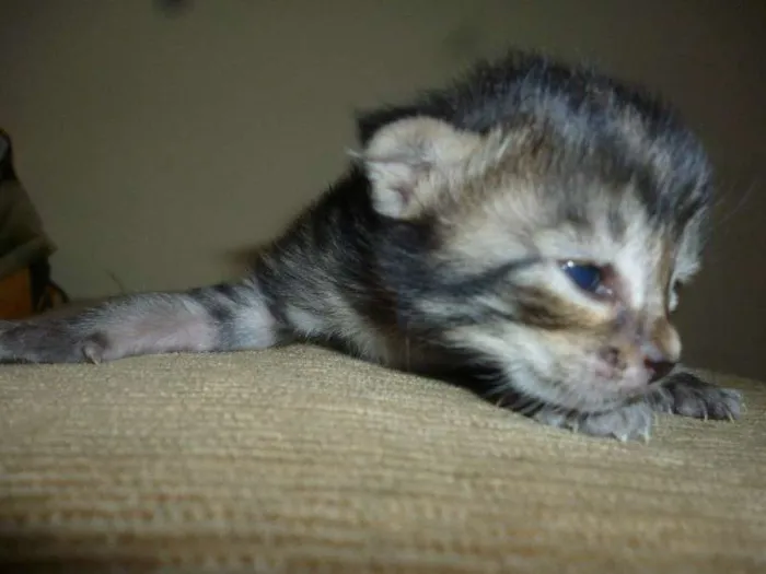 Gato ra a Sem idade Abaixo de 2 meses nome Sem nome