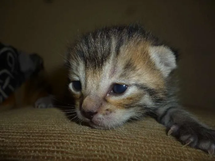 Gato ra a Sem idade Abaixo de 2 meses nome Sem nome