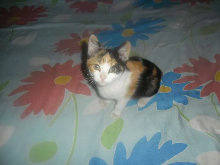 Gato ra a SRD idade 2 a 6 meses nome Sem nome