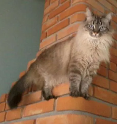 Gato ra a - idade 6 ou mais anos nome Samanta