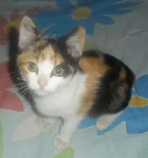 Gato raça SRD idade 2 a 6 meses nome Sem nome