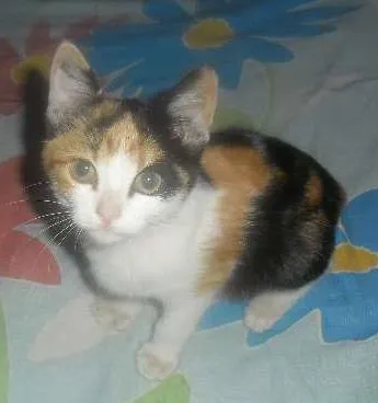 Gato ra a SRD idade 2 a 6 meses nome Sem nome