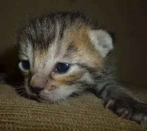 Gato raça Sem idade Abaixo de 2 meses nome Sem nome