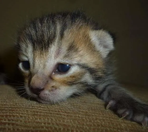 Gato ra a Sem idade Abaixo de 2 meses nome Sem nome