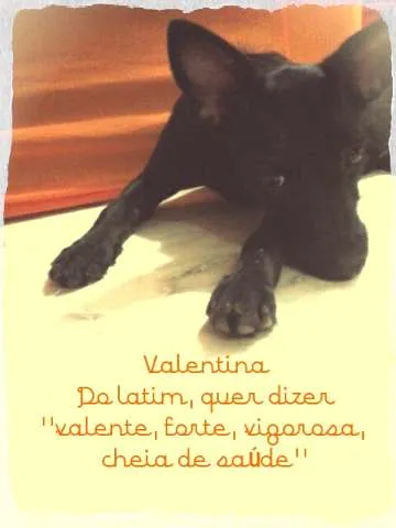 Cachorro ra a SRD idade 2 a 6 meses nome Valentina