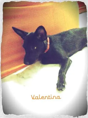 Cachorro ra a SRD idade 2 a 6 meses nome Valentina