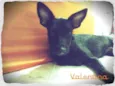 Valentina