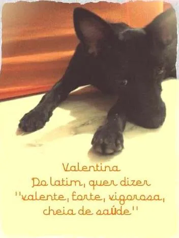 Cachorro ra a SRD idade 2 a 6 meses nome Valentina