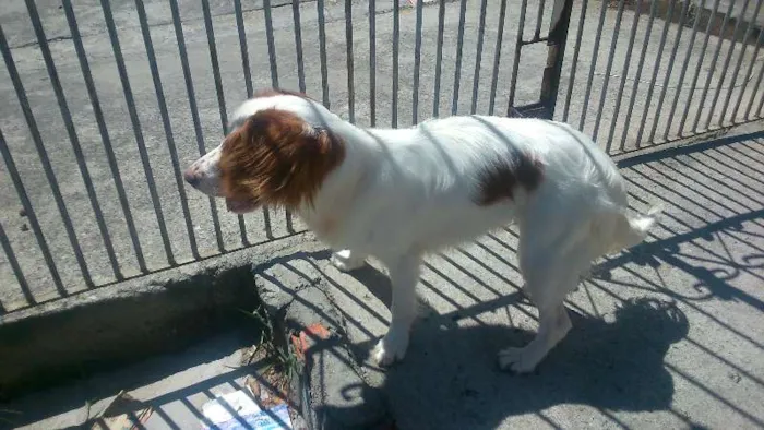 Cachorro ra a Cocker com vira lata idade 1 ano nome Jady