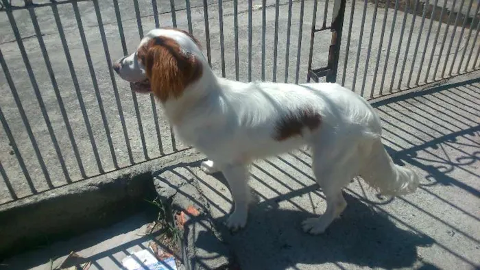 Cachorro ra a Cocker com vira lata idade 1 ano nome Jady