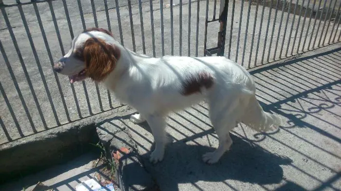 Cachorro ra a Cocker com vira lata idade 1 ano nome Jady