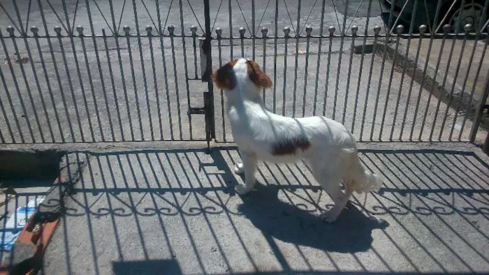 Cachorro ra a Cocker com vira lata idade 1 ano nome Jady