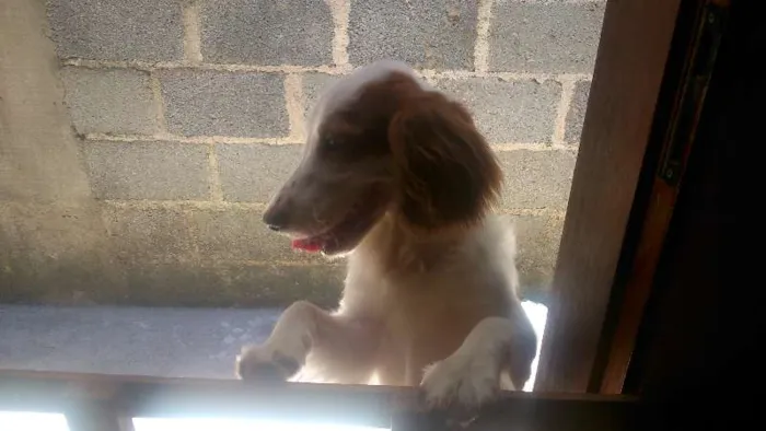 Cachorro ra a Cocker com vira lata idade 1 ano nome Jady