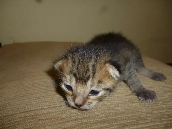 Gato ra a Sem idade Abaixo de 2 meses nome Sem nome