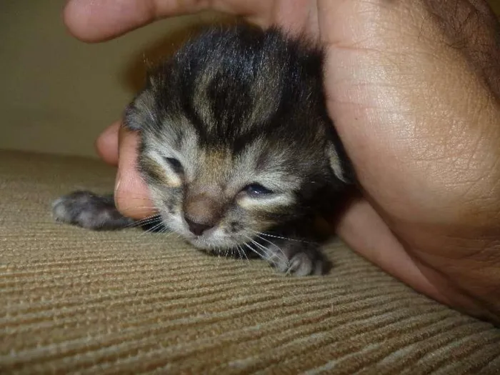 Gato ra a SRD idade Abaixo de 2 meses nome Sem nome