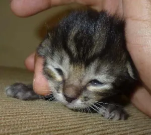 Gato raça SRD idade Abaixo de 2 meses nome Sem nome