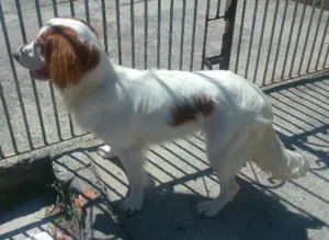 Cachorro raça Cocker com vira lata idade 1 ano nome Jady