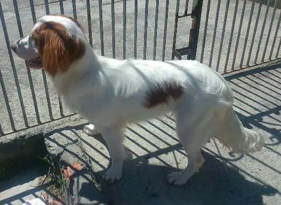 Cachorro ra a Cocker com vira lata idade 1 ano nome Jady